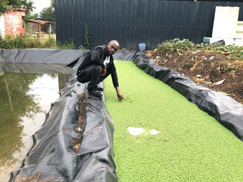Azolla: The Miracle Plant for a Greener Future image